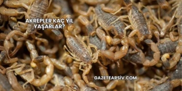 Akrepler Kaç Yıl Yaşarlar?