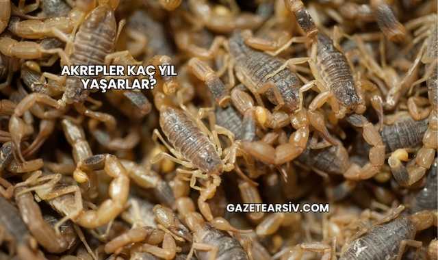 Akrepler Kaç Yıl Yaşarlar?